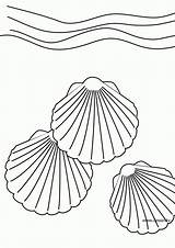 Coquillage Coloriage Muschel Seashell Shell Ausmalbild Coloriages Letzte Seite sketch template