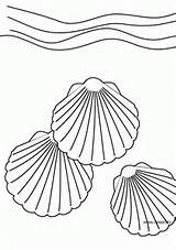 Coquillage Muschel Conchas Ausmalbild Coloringhome Letzte sketch template