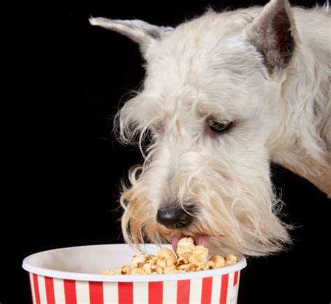 dogs eat popcorn american kennel club