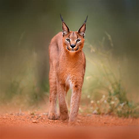 5 Fascinating Facts About Caracals These Graceful Wild