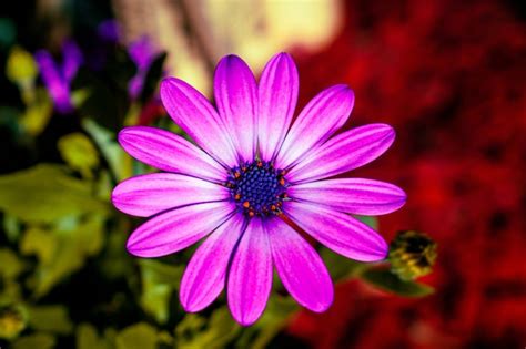 imagenes de flores hermosas descarga gratuita en freepik
