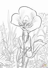 Coloring Lily Sego Pages Calla Printable Flower Drawing Line Supercoloring Utah Lilies Drawings Getcolorings Color Choose Board Categories sketch template