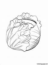 Cabbage Coloring Pages Printable Drawing Getdrawings sketch template
