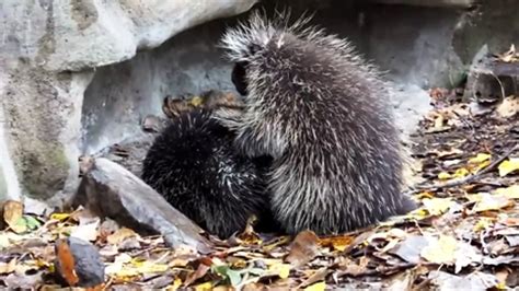 How Do Porcupines Have Sex Very Carefully