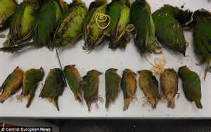 Rare Birds Smuggled Into Europe From Indonesia Have To Be