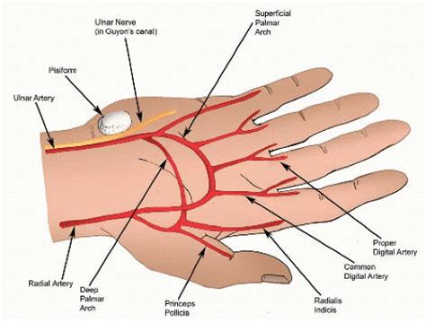 upper extremity arterial reconstruction  revascularization distal   wrist basicmedical key