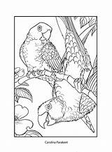 Parakeet Coloring Carolina Birds Blast Past 6kb 2661 sketch template