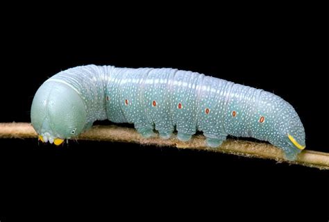 this caterpillar photo series is amazing and terrifying and i need