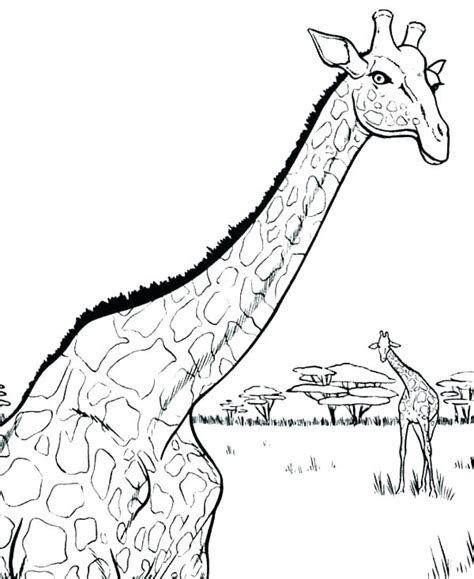 coloring pages  adults giraffe  getcoloringscom  printable