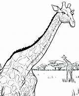 Coloring Giraffe Pages Realistic Adults Giraffes Getcolorings Color Printable Getdrawings Colorings sketch template