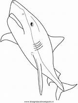 Requin Tigre Shark Squalo Squali Haie Coloring Tiburones Tiger Poisson Gratuit Poissons Colorare Dessins Malvorlage Fois Imprimé Kategorien Coloriages sketch template