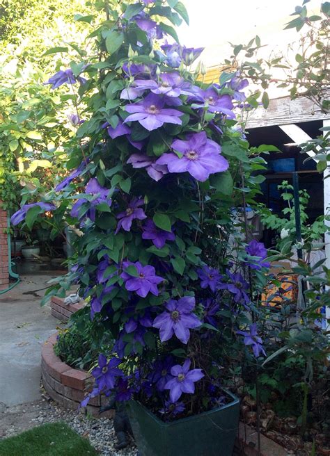 Clematis In A Pot Container Plants Container Gardening Container