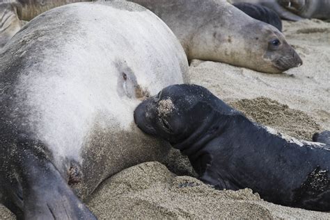 close  mating elephant seals pics matador network