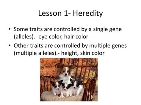 Ppt Ch 22 Heredity And Evolution Powerpoint Presentation Free