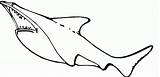 Kolorowanki Rekiny Rekin Squalo Dzieci Bestcoloringpagesforkids Druku Sharks Pobrania Wydruku sketch template