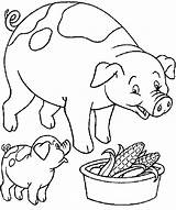 Colorir Colorat Desenhos Porco Ferme Fazenda Animale Animaux Animales Purcelusi Granja Cochon Porcelets Papai P56 Cerdo Porcos Mange Coloriages Planse sketch template