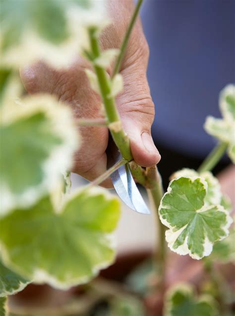 grow plants  stem cuttings  homes gardens