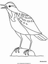 Meadowlark Passero Storno Gorrion Animali Uccelli Bull3 2313 sketch template