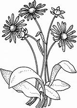 Aster Wildflower Bulkcolor sketch template