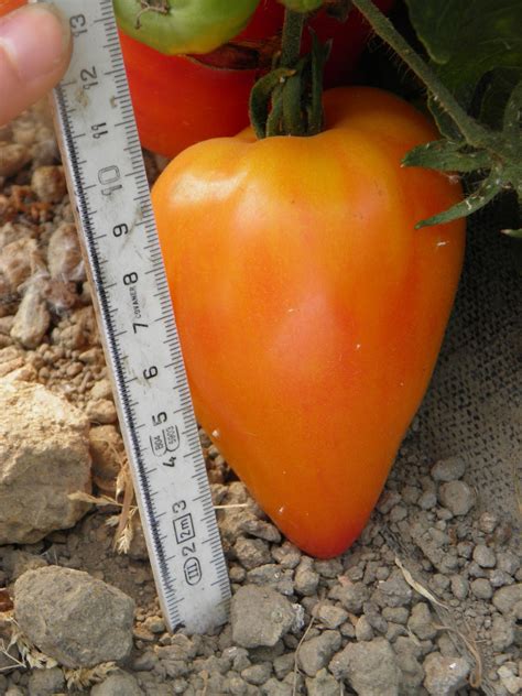 tomate coeur de boeuf russian