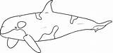 Mewarnai Laut Ikan Paus Hewan Hiu Hitam Sketsa Gambarcoloring Kumpulan Lengkap Gaya Kartun Binatang sketch template