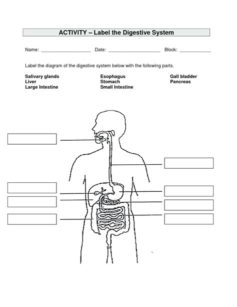 label  digestive system worksheet  askworksheet