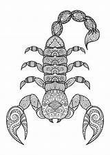 Scorpio Scorpion Tattoo Zodiac sketch template