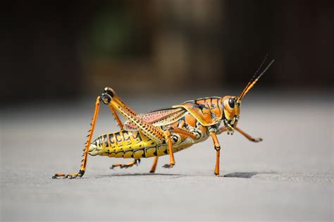 bug investigation locust grasshopper cricket  katydid