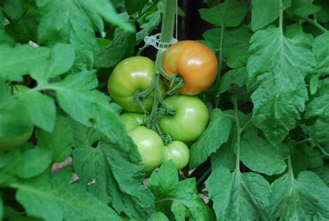 ripening tomatoes   vine  grows  hugh conlon
