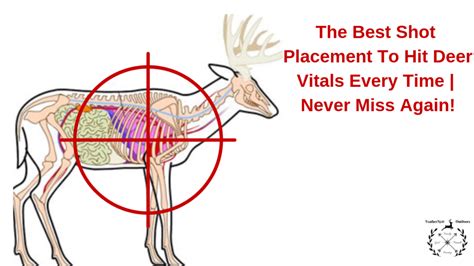 shot placement  hit deer vitals  time    feathernett outdoors