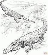 Crocodile Crocodiles sketch template