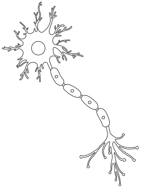 printable coloring page neuron