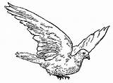 Dove Bird Artwork Drawing Illustration Digital Clipart Stock Vintage Clip Flying Doves Illustrations sketch template