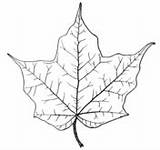 Coloring Maple Outline Supercoloring Maples sketch template