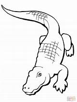 Alligator Crocodile Gar Realistic Clipartmag sketch template