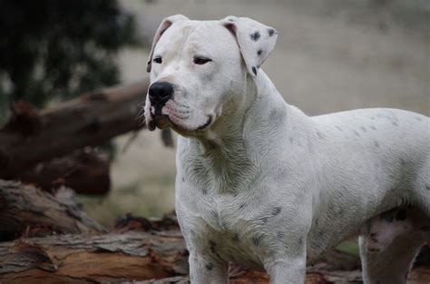 dogo argentino dog breeds argentinian dog hairless dog