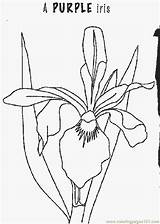 Iris Coloring Flower Flowers Printable Pages Natural Popular sketch template
