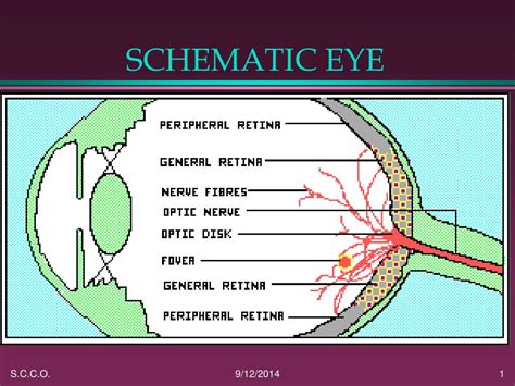 schematic eye powerpoint    id