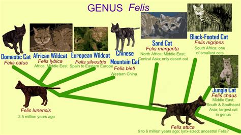 the cat genus felis evolution and modern species youtube