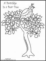 Christmas Days Coloring Pages Pear Tree Printable Twelve Clipart Partridge Drawing Printables Color Theme Sheets Themes Getcolorings Library Print Popular sketch template