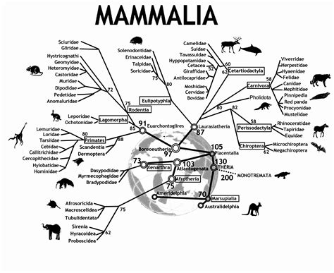 filean evolutionary tree  mammalsjpeg wikimedia commons