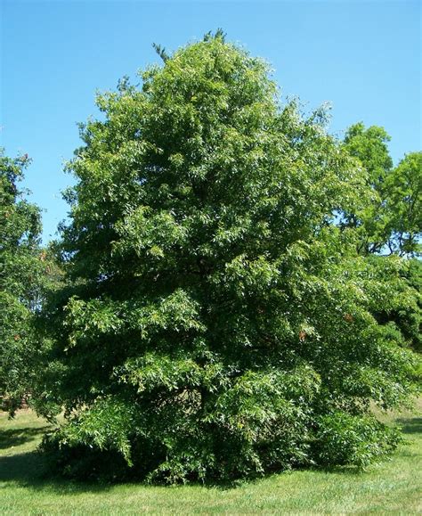 filepin oak quercus palustrisjpg wikipedia