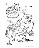 Frogs Frosch Ausmalbilder Malvorlagen Library sketch template