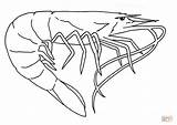 Shrimp Coloring Pages Mantis Book Printable Template Boat Sketch Louisiana Sea Animals Choose Board sketch template