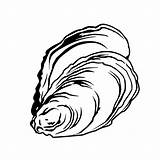 Oyster Clipart Drawing Shell Mussel Coral Line Getdrawings Vector Sketch Transparent Webstockreview Clipartmag Icons Clipground sketch template