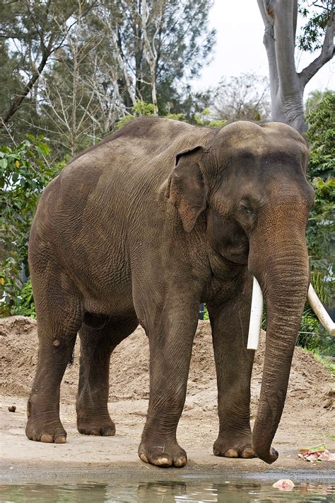 archivoasian elephant melbourne zoojpg wikipedia la enciclopedia libre