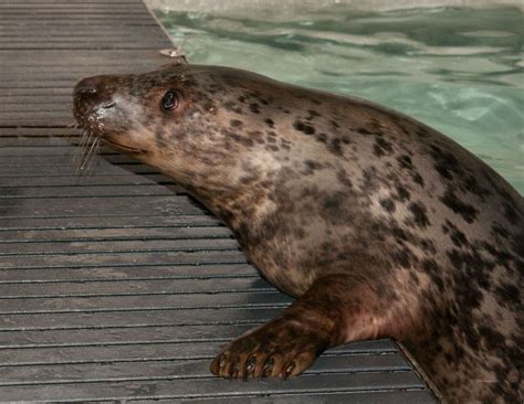 detroit zoo seals  deal   rescue mlivecom