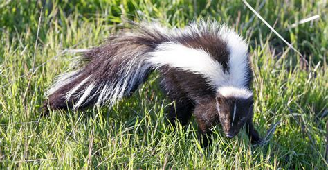 skunks     smelly problems  pet owners oklahoma state university