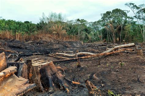 result   deforestation   rainforest  burnt  fi