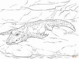 Coloring Crocodile Pages Dwarf Drawing sketch template